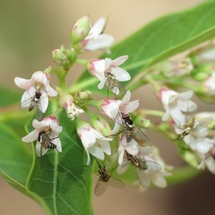 Phthiriinae