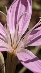 Lygodesmia grandiflora dianthopsis