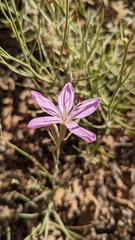 Lygodesmia grandiflora dianthopsis