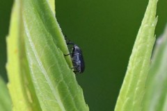 Odontocorynus salebrosus