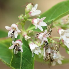 Phthiriinae