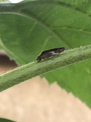 Homalodisca liturata