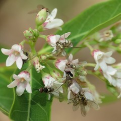Phthiriinae