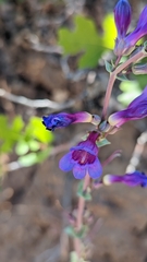 Penstemon pachyphyllus congestus