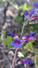Penstemon pachyphyllus congestus