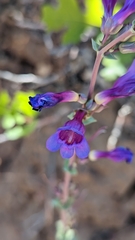 Penstemon pachyphyllus congestus