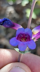 Penstemon pachyphyllus congestus