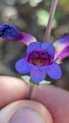 Penstemon pachyphyllus congestus