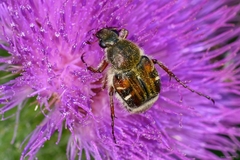 Trichiotinus affinis