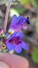 Penstemon pachyphyllus congestus
