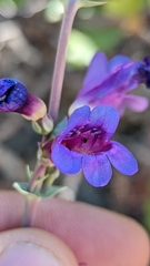 Penstemon pachyphyllus congestus