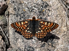 Euphydryas anicia capella