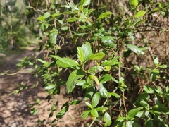 Ceanothus thyrsiflorus thyrsiflorus