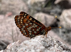 Euphydryas anicia capella