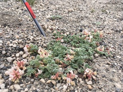 Astragalus monoensis