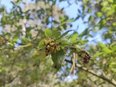 Ceanothus thyrsiflorus thyrsiflorus