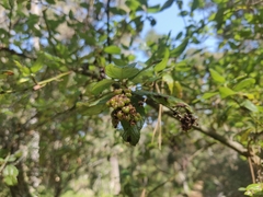 Ceanothus thyrsiflorus thyrsiflorus