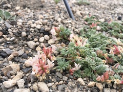 Astragalus monoensis