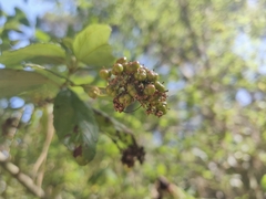 Ceanothus thyrsiflorus thyrsiflorus