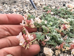Astragalus monoensis