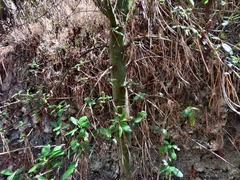 Ceanothus thyrsiflorus thyrsiflorus