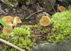 Lactarius xanthydrorheus