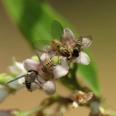 Phthiriinae