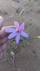 Lygodesmia grandiflora dianthopsis