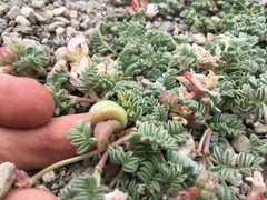 Astragalus monoensis