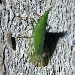 Rhynchomitra microrhina