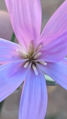 Lygodesmia grandiflora dianthopsis