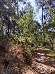 Ceanothus thyrsiflorus thyrsiflorus