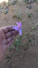 Lygodesmia grandiflora dianthopsis