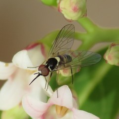 Phthiriinae