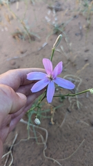 Lygodesmia grandiflora dianthopsis