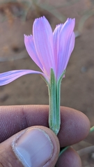Lygodesmia grandiflora dianthopsis