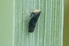 Scaphytopius frontalis