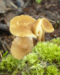 Lactarius xanthydrorheus