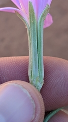 Lygodesmia grandiflora dianthopsis