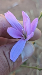 Lygodesmia grandiflora dianthopsis