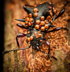 Cacodaemon borneensis