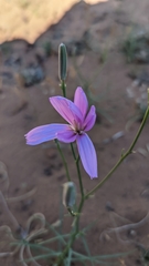 Lygodesmia grandiflora dianthopsis