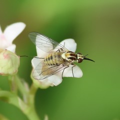 Phthiriinae