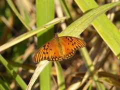 Dione vanillae maculosa