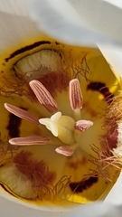 Calochortus nuttallii