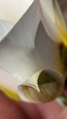 Calochortus nuttallii