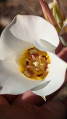 Calochortus nuttallii