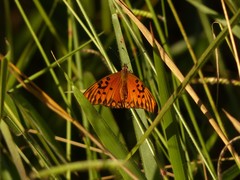 Dione vanillae maculosa
