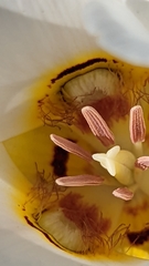 Calochortus nuttallii