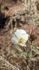 Calochortus nuttallii